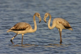 Greater flamingo (Phoenicopterus roseus), East Khawr / Khawr Ad Dahariz, Salalah, Dhofar, Oman,