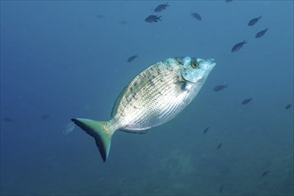 Sharpshout seabream (Diplodus puntazzo) swimming in a light blue background, accompanied by other