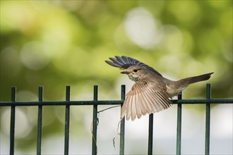 A spotted flycatcher (Muscicapa striata) taking off from a fence, wings spread, Hesse, Germany,