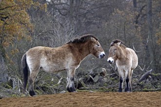 Przewalski's horse, przewalski's horse (Equus ferus przewalskii) Austria