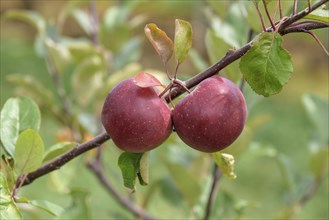 Apple (Malus domestica BAYAÂ® MARISA), Baum- und Rebschule Schreiber KG, Poysdorf, Lower Austria,