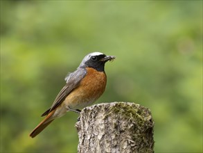 Common redstart (Phoenicurus phoenicurus), male with food in his beak, North Rhine-Westphalia,