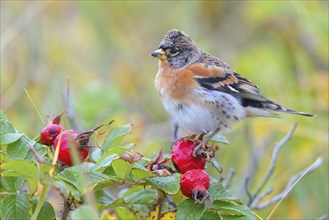 Brambling (Fringilla montifringilla), spring, foraging, Battenberg, Heligoland,