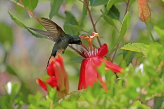 Broad-billed hummingbird (Cynanthus latirostris), adult, male, flying, on flower, foraging, Sonoran