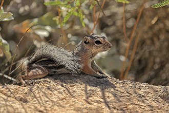 Antelope gopher, (Ammospermophilus harrisii), adult, on tree, foraging, Sonoran Desert, Arizona,