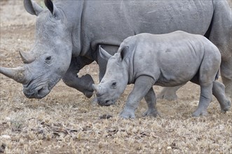 Southern white rhinoceroses (Ceratotherium simum simum), mother with calf walking, close-up,