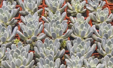 Various types of succulent in flower pots in the greenhouse. Closeup, selective focus