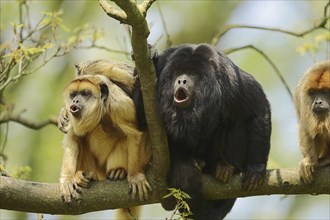 Black howler (Alouatta caraya), male and female calling with young, captive, occurring in South