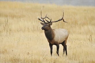 Wapiti (Cervus canadensis, Cervus elaphus canadensis), male, Yellowstone National Park, Wyoming,