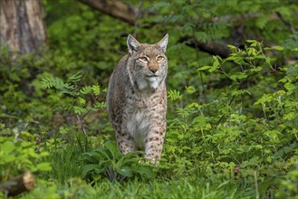 Hunting Eurasian lynx (Lynx lynx) looking up for birds in thicket of forest