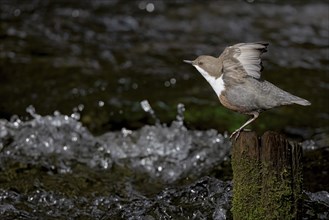 White-throated Dipper (Cinclus cinclus) on an old wooden pole in the water, Austria, Upper Austria,