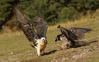 Old and young bearded vulture (Gypaetus barbatus), fighting, Catalonia, Pyrenees, Spain, Europe