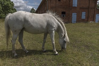 White horse in a meadow of the old estate, Othenstorf, Mecklenburg-Vorpommern, Germany, Europe