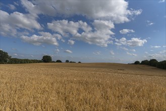 Mature barleys (Hordeum vulgare), cloudy sky, Vitense, Mecklenburg-Vorpommern, Germany, Europe