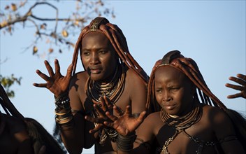 Traditional Himba woman clapping, music and dance, portraits, in the evening light, near Opuwo,