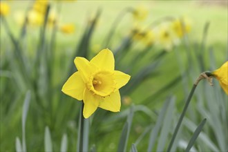 Daffodil (Narcissus), yellow flower in a garden, Wilnsdorf, North Rhine-Westphalia, Germany, Europe