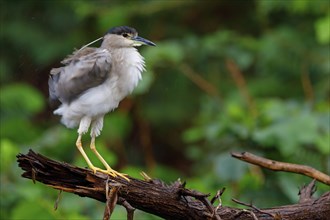 Black-crowned black crowned night heron (Nycticorax nycticorax), Bihoreau gris, HÃˆron bihoreau,