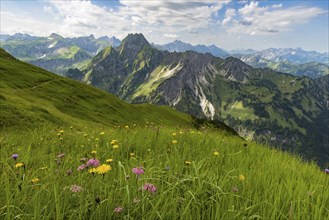 Mountain panorama with alpine flowers from Laufbacher-Eckweg to Höfats, 2259m, AllgÃ¤u Alps,