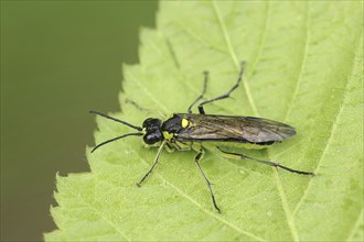 Leaf wasp (Tenthredo mesomela), North Rhine-Westphalia, Germany, Europe