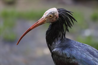 Northern Bald Ibis (Geronticus eremita), Germany, Europe