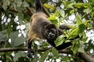 Mantled howler (Alouatta palliata) sitting in a tree, Cahuita National Park, Costa Rica, Central