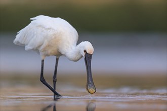 Spoonbill, (Platalea leucorodia), Floating Hide fixed, Tiszaalpar, Kiskunsagi National Park,