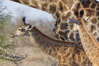 South African giraffes (Giraffa camelopardalis giraffa), adult and two young animals, young feeding