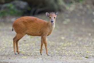 Red forest duiker (Cephalophus natalensis) antelope, iSimangaliso Wetland Park, St. Lucia,