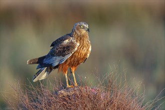 Western marsh-harrier (Circus aeruginosus), perch, Hides de El Taray / Raptor Hide, Villafranca de