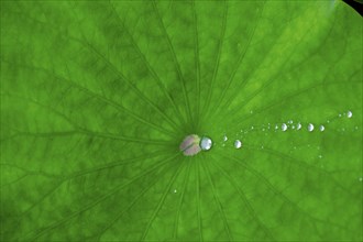 Lotus leaf with water droplets, North Rhine-Westphalia, Germany, Europe