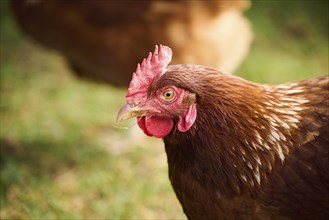 Close-up of a brown chicken's head and beak, Chicken (Gallus domesticus), Austria, Europe