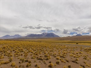 Atacama Desert with yellow tufts of grass, volcanoes and mountains, Chile, South America