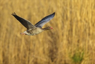 Greylag goose, Anser Anser, flight photo, lateral, flight photo, Wagbachniederung, Waghâ€°usl,