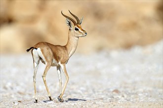 Arabian gazelle, (Gazella arabica), Mudday, Salalah, Dhofar, Oman, Asia