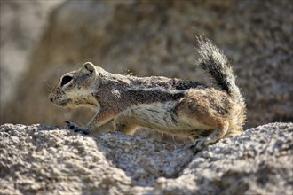 Antelope gopher, (Ammospermophilus harrisii), adult, on tree, foraging, Sonoran Desert, Arizona,