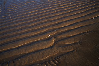 Sand ripples, wavy lines in the sand, structure, sandy beach, Meia Praia beach, Lagos, Atlantic