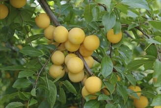 Myrobolanes (Prunus cerasifera), LauÃŸnitz, 81