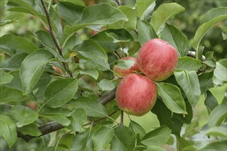 Apple (Malus domestica 'Rebella'), Bundessortenamt Prüfstelle Wurzen, Wurzen, Saxony, Germany,