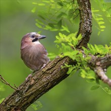 Jay, European Jay, Jay, eurasian jay (Garrulus glandarius), Geai des chênes, Arrendajo Comun,