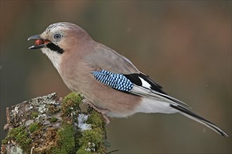 Jay, European Jay, Jay, eurasian jay (Garrulus glandarius), Geai des chênes, Arrendajo Comun,