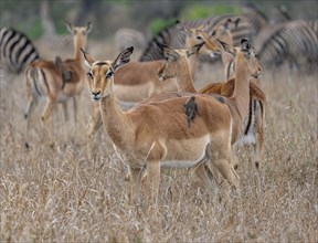 Impala (Aepyceros melampus), female with Red-billed Oxpecker (Buphagus erythrorynchus), in tall