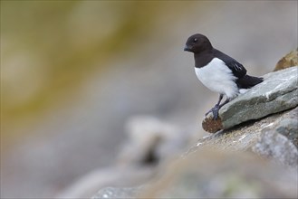 Cory's Grebe, Plautus alle, Dovekie, Little Auk, Mergule nain, MÃˆrgulo atl-ntico, Longyearbyen,