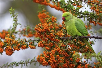 Rose-ringed Parakeet, Ring-necked Parakeet, (Psittacula krameri), Neuhofen, Rhineland-Palatinate,