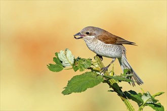 Red-backed shrike (Lanius collurio), female with prey, Hockenheim, Baden-Württemberg, Germany,