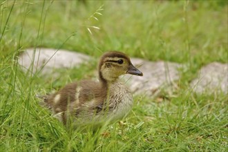 Young mandarin duck, May, Saxony, Germany, Europe