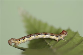 Mottled umber (Erannis defoliaria), caterpillar, North Rhine-Westphalia, Germany, Europe