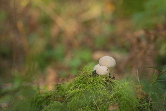 Bottle mushroom (Lycoperdon perlatum, syn. L. gemmatum), close-up, nature photograph, Neustadt am