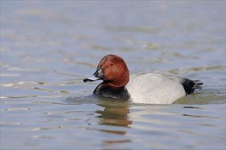 Common Pochard (Aythya ferina), male, Camargue, Provence, southern France