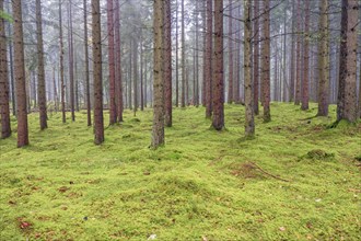 Green moss on the forest floor in a spruce forest a misty summer morning