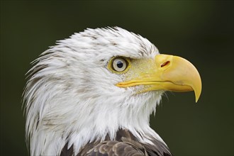 Bald eagle (Haliaeetus leucocephalus), portrait, captive, occurrence in North America